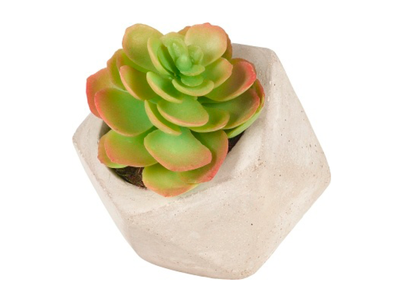 Succulente En Pot Olga