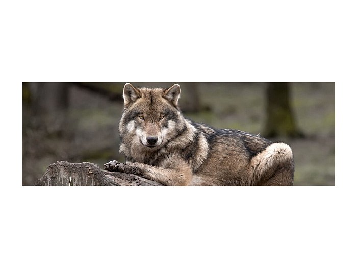 Tableau Sur Toile Animalier – Loup – Sans Cadre – Toile Non Tendue – Décoration Murale