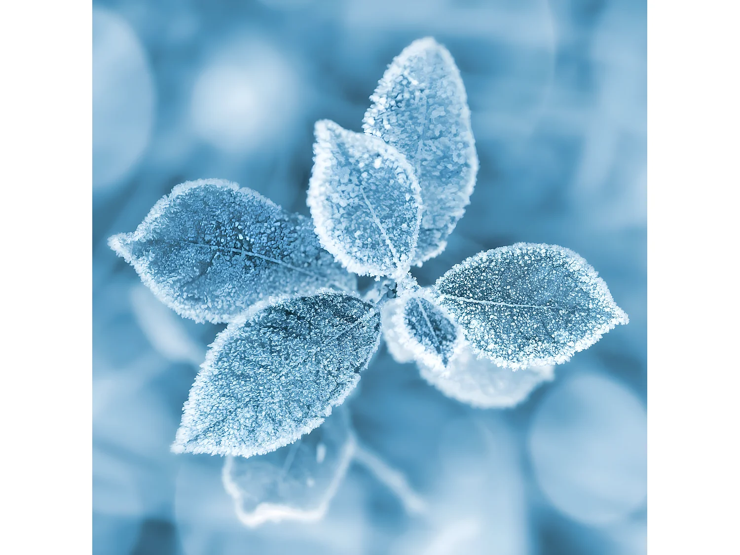 Tableau sur toile fleur gelée 30x30 cm