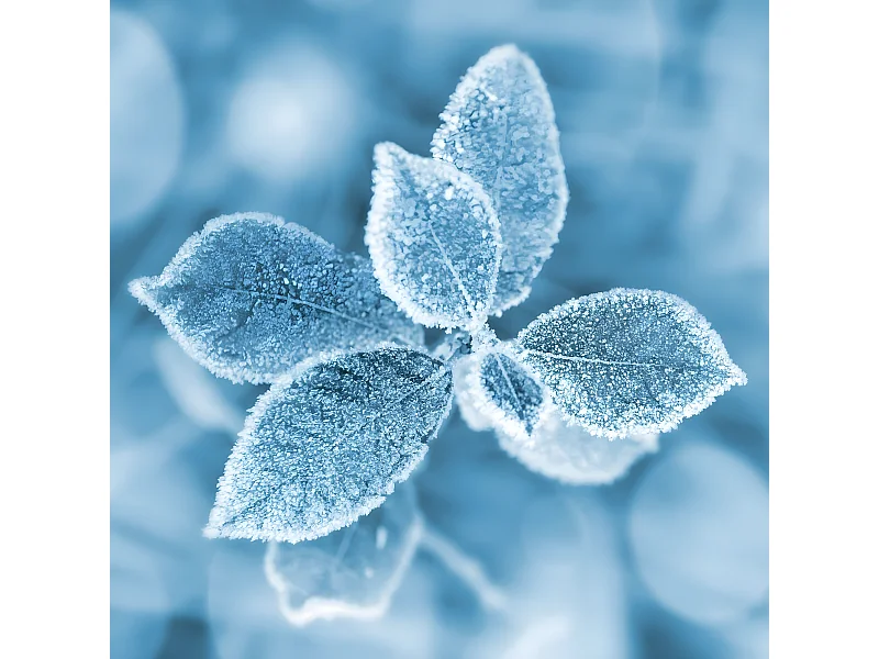 Tableau sur toile fleur gelée 30x30 cm