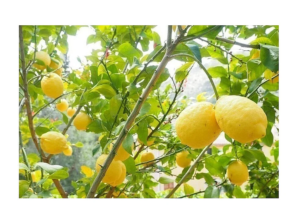 Blumenerde für Zitrusgewächse und Mittelmeerpflanzen (3er-Pack)