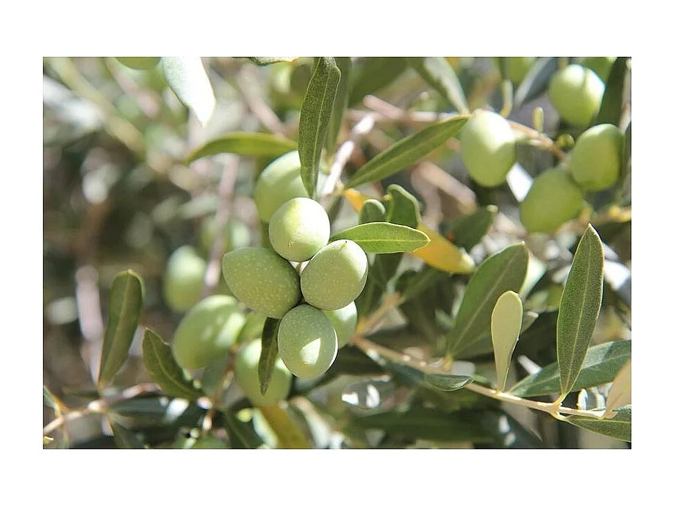 Blumenerde für Zitrusgewächse und Mittelmeerpflanzen (3er-Pack)