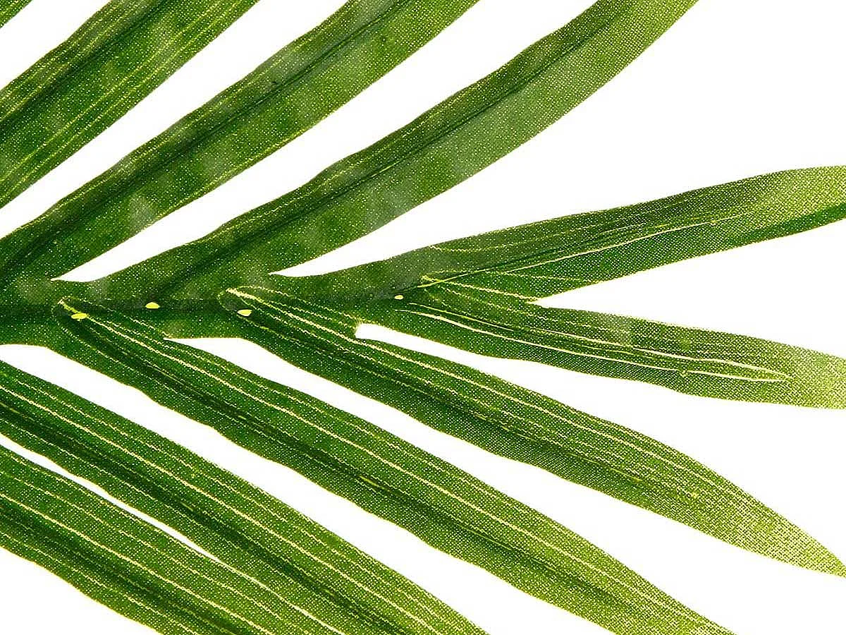 Plante Artificielle "Palmier" 180cm Vert