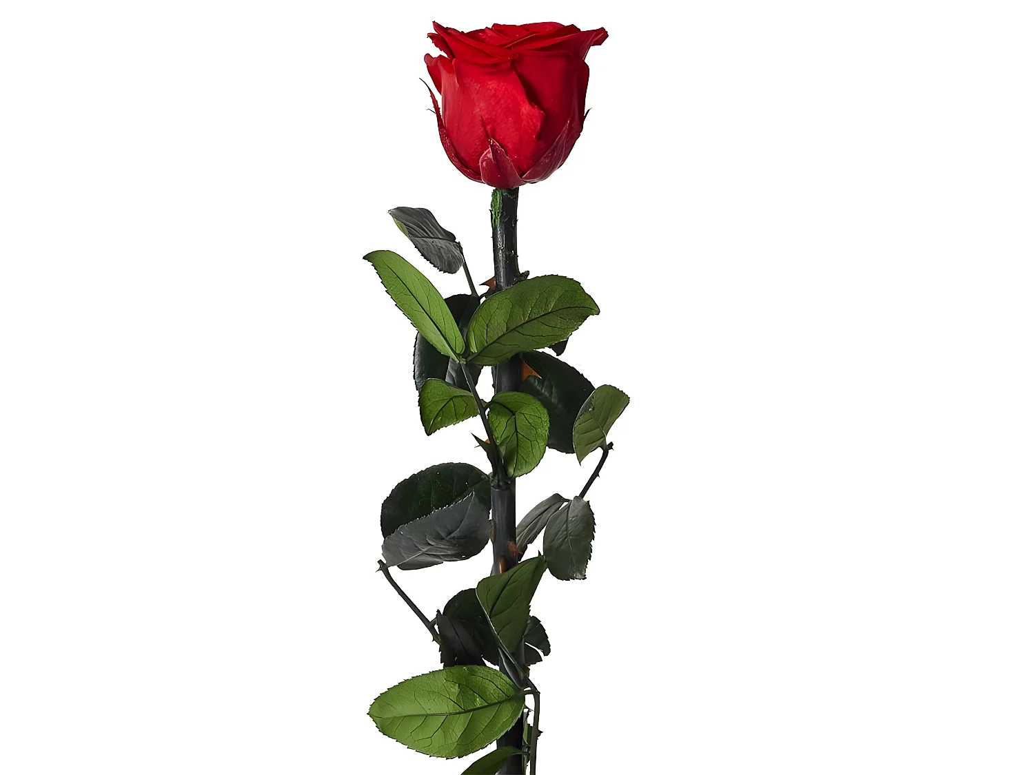 Fleur Artificielle "Rose sur Tige" 30cm Vert & Rouge