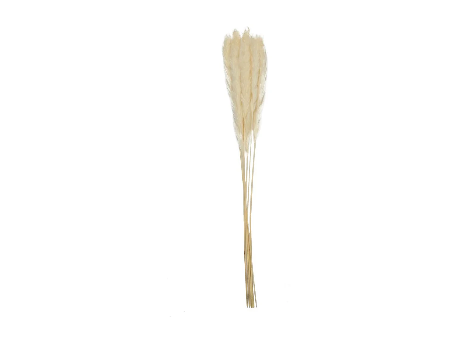 Lot de 6 Herbes de Pampa "Séchées" 60cm Beige