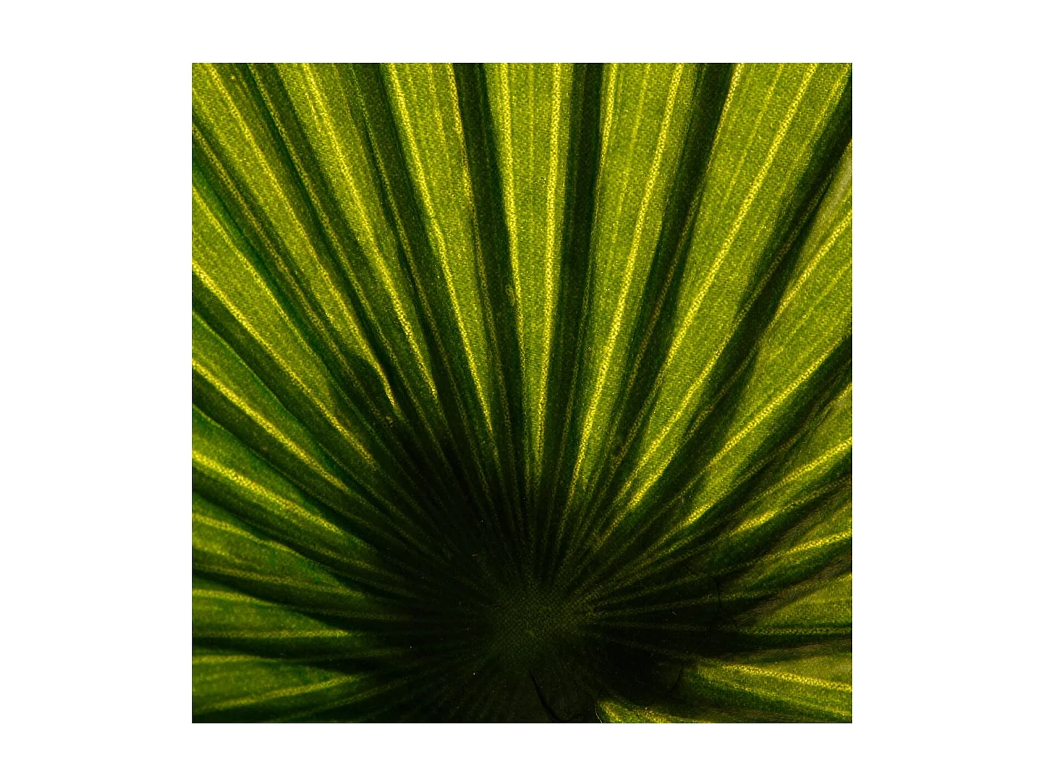 Plante Artificielle "Palmier" 190cm Vert