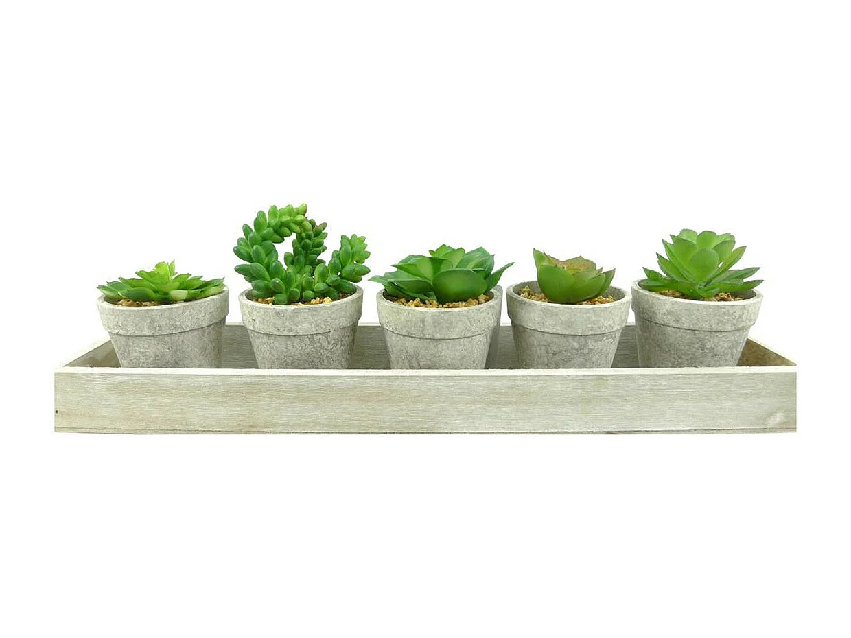 Lot de 5 Plantes & Plateau "Succulente" 13cm Gris