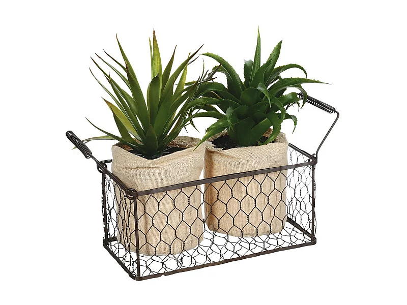 Lot de 2 Aloe Vera & Panier "Well" 23cm Vert