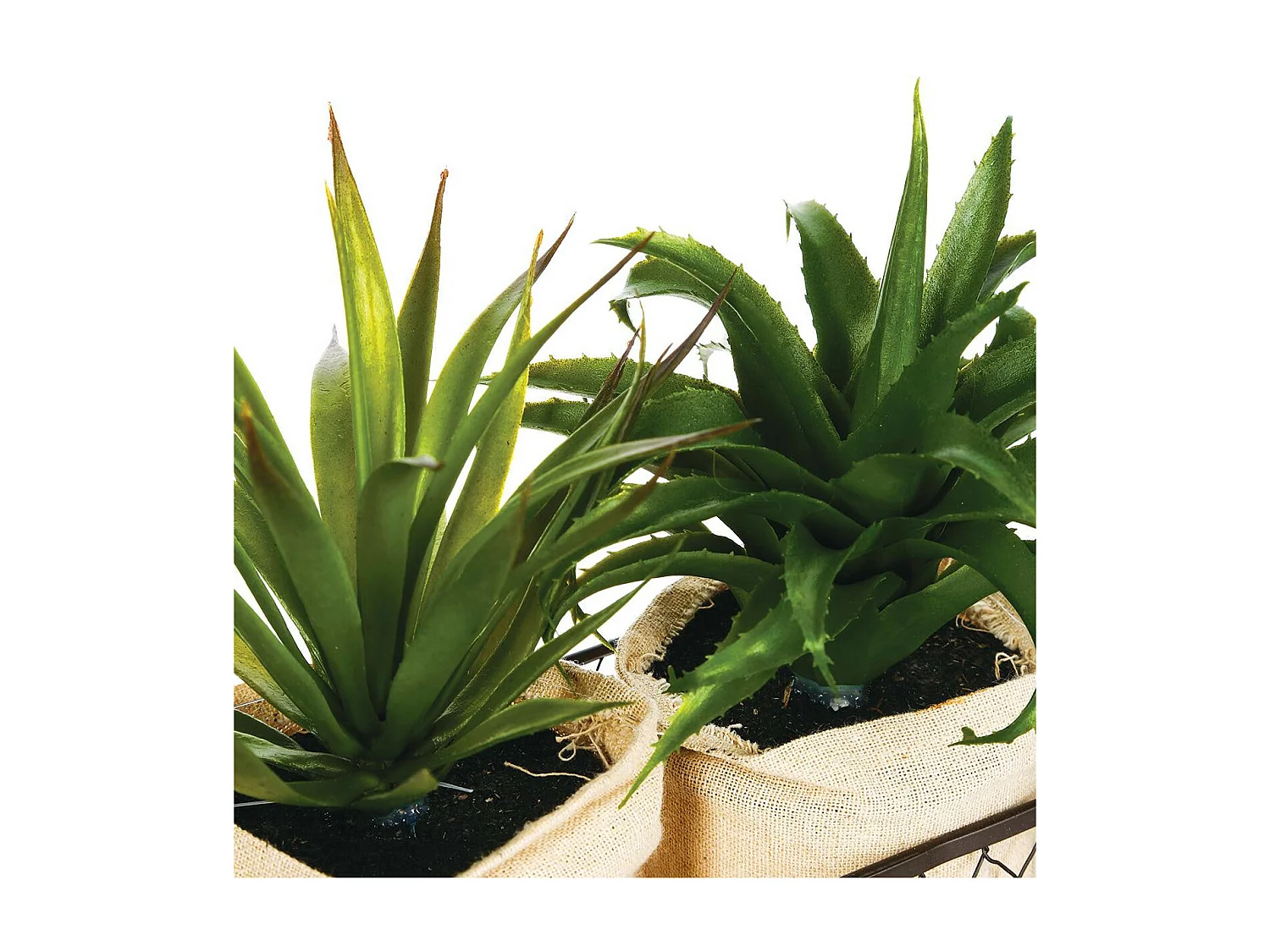 Lot de 2 Aloe Vera & Panier "Well" 23cm Vert