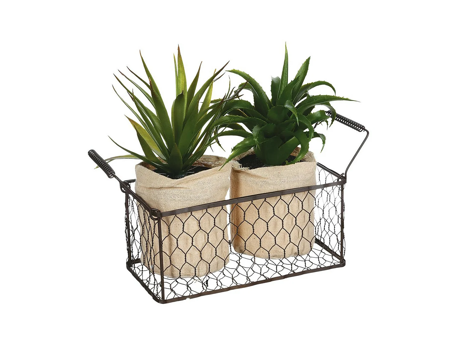Lot de 2 Aloe Vera & Panier "Well" 23cm Vert