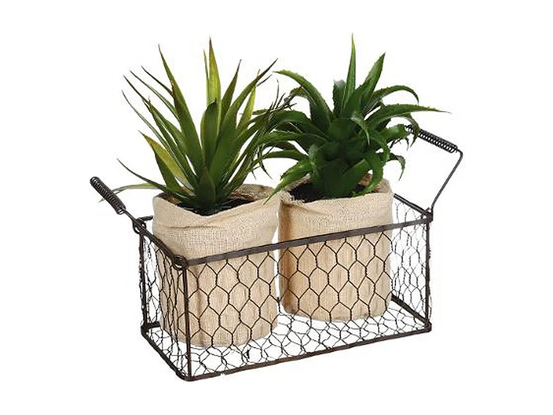 Lot de 2 Aloe Vera & Panier "Well" 23cm Vert