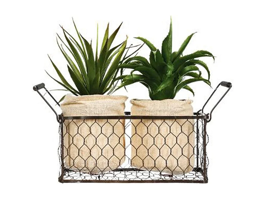 Lot de 2 Aloe Vera & Panier "Well" 23cm Vert