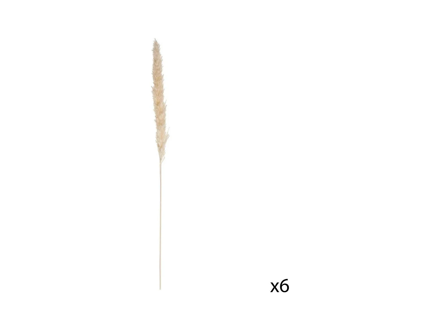 Lot de 6 Fleurs Séchées "Pampa" 66cm Naturel