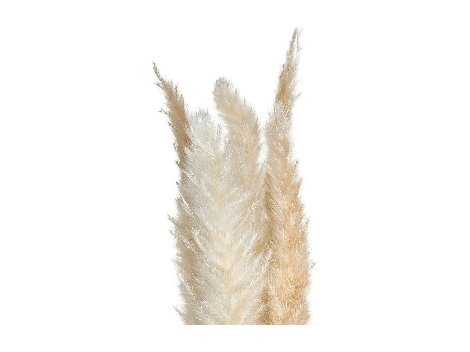 Lot de 6 Fleurs Séchées "Pampa" 66cm Naturel