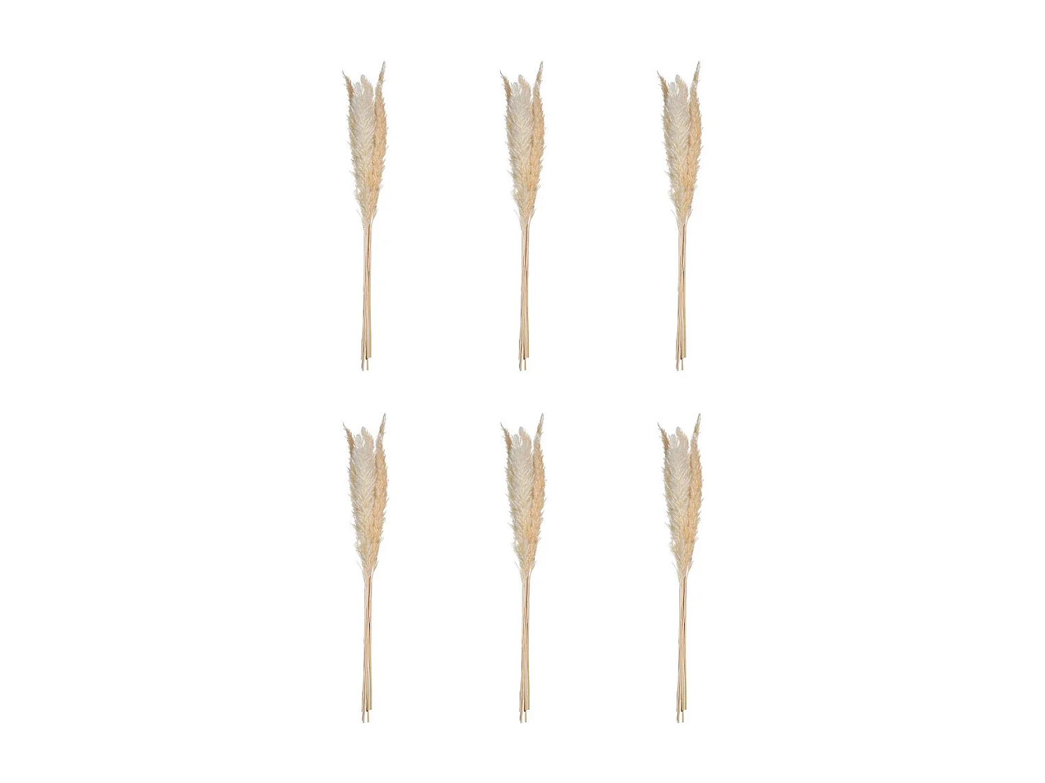 Lot de 6 Fleurs Séchées "Pampa" 66cm Naturel