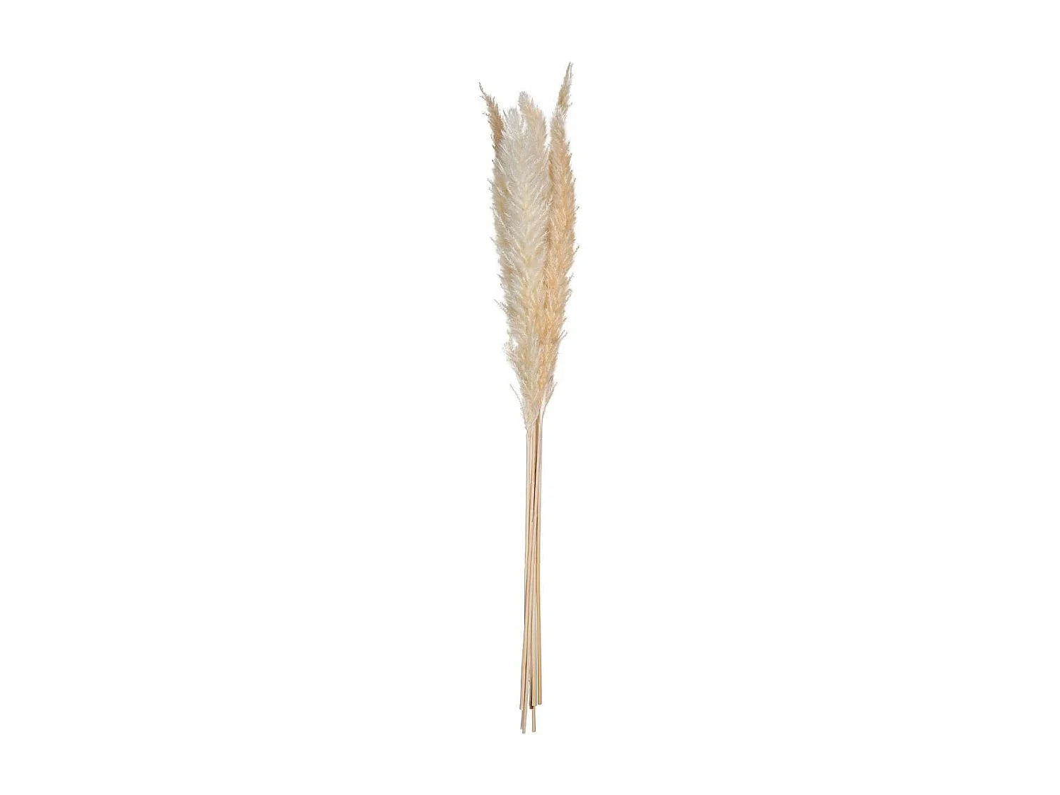 Lot de 6 Fleurs Séchées "Pampa" 66cm Naturel