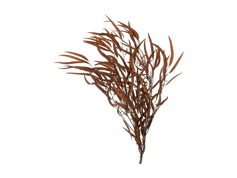 Bouquet d'Eucalyptus "Sauvage Séché" 75cm Rouille