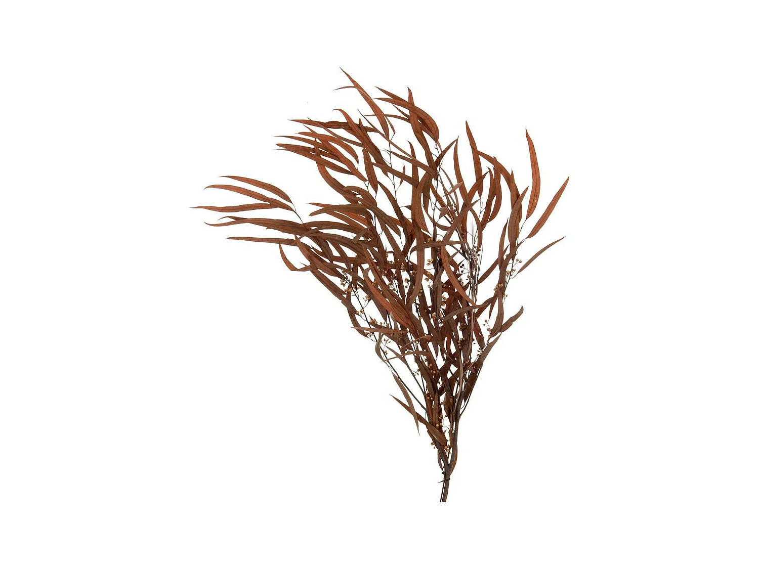 Bouquet d'Eucalyptus "Sauvage Séché" 75cm Rouille