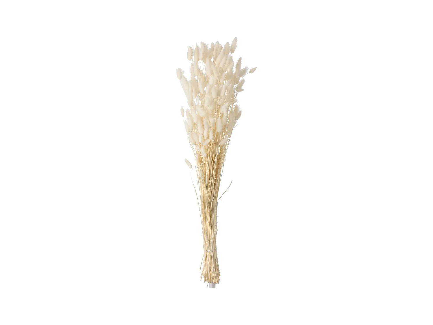 Bouquet de Fleurs "Queue de Lièvre" 86cm Écru