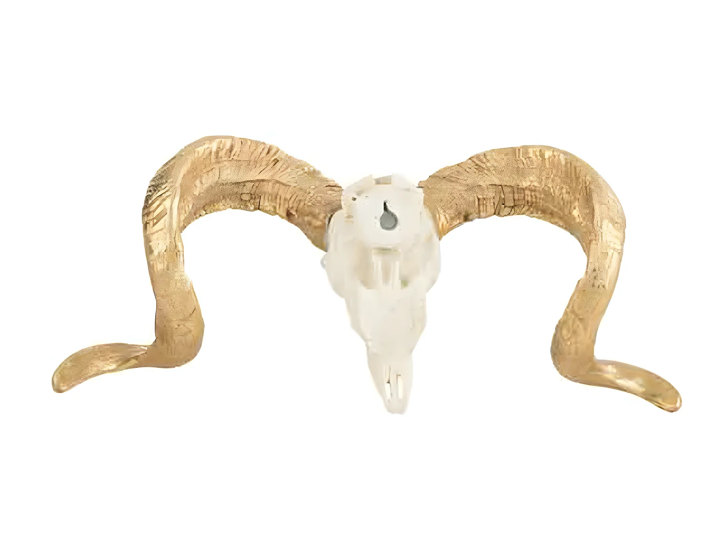 Statuette Déco "Crâne Mouton" 32cm Blanc & Or