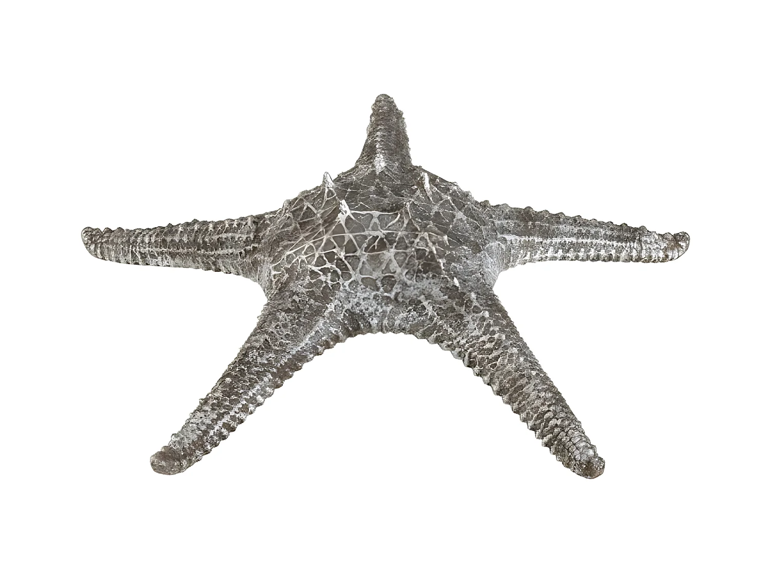 Étoile de Mer Déco "Shelley" 37cm Gris
