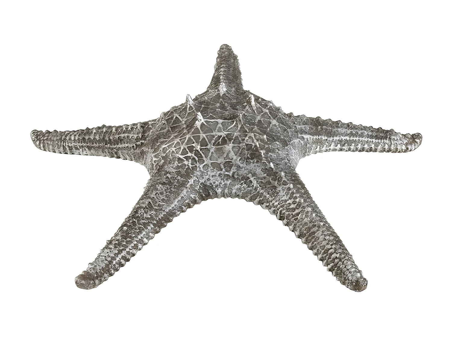 Étoile de Mer Déco "Shelley" 37cm Gris