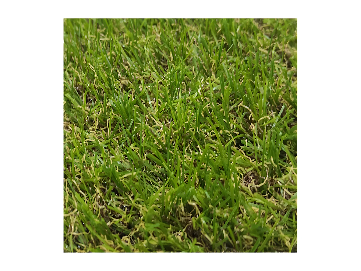 Cesped Artificial| 1X6M (Ancho X Largo)| Grosor 18MM