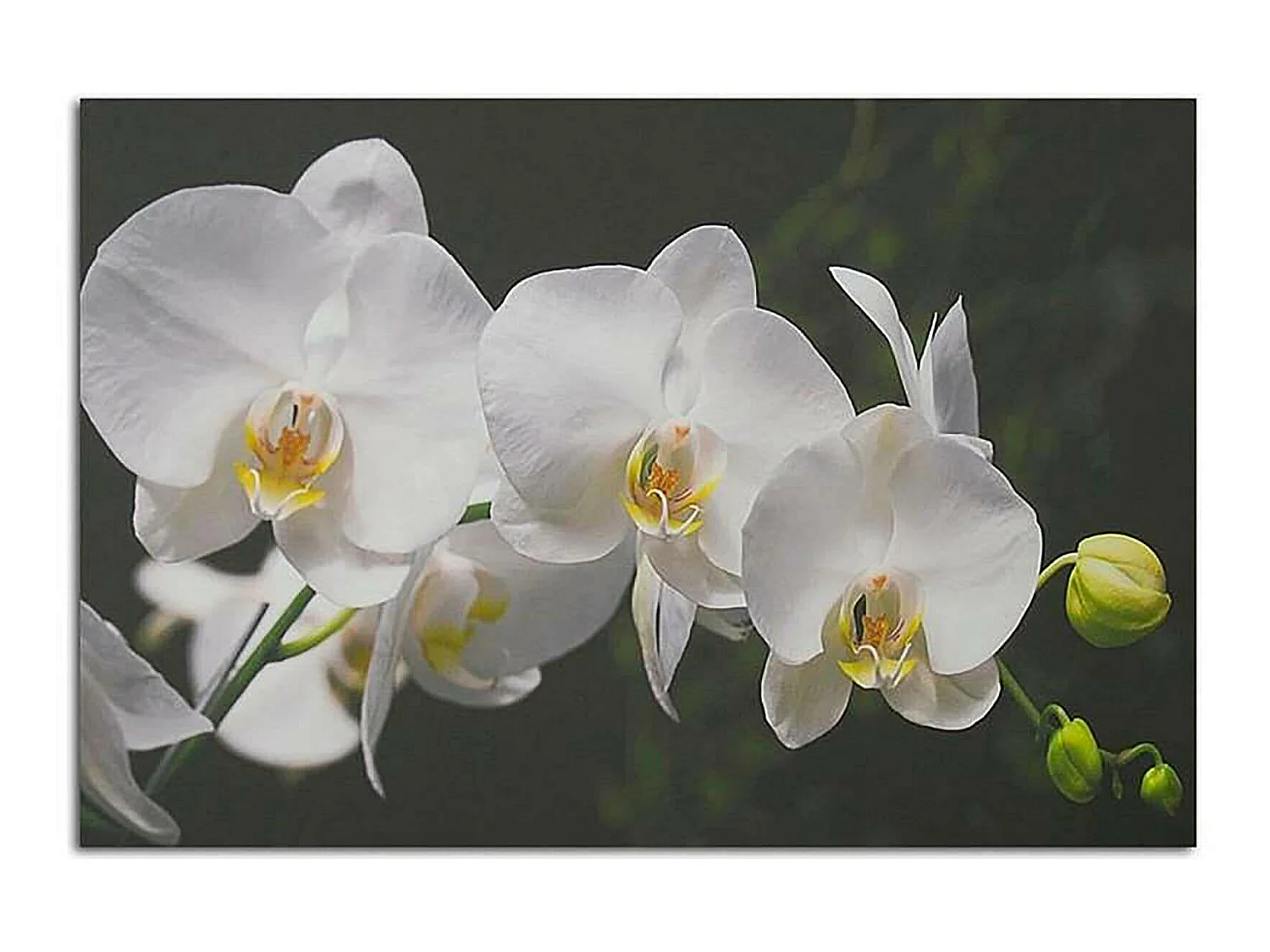 Tableau bois orchidées blanches - 70 x 50 cm