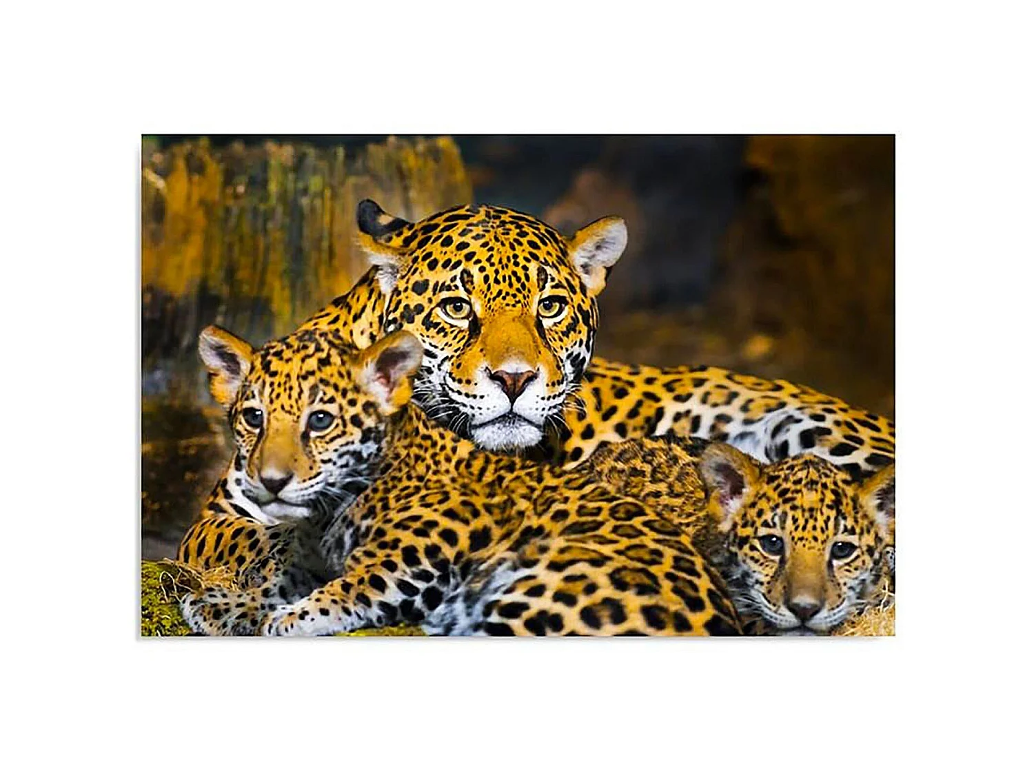 Tableau léopards de la famille - 40 x 30 cm