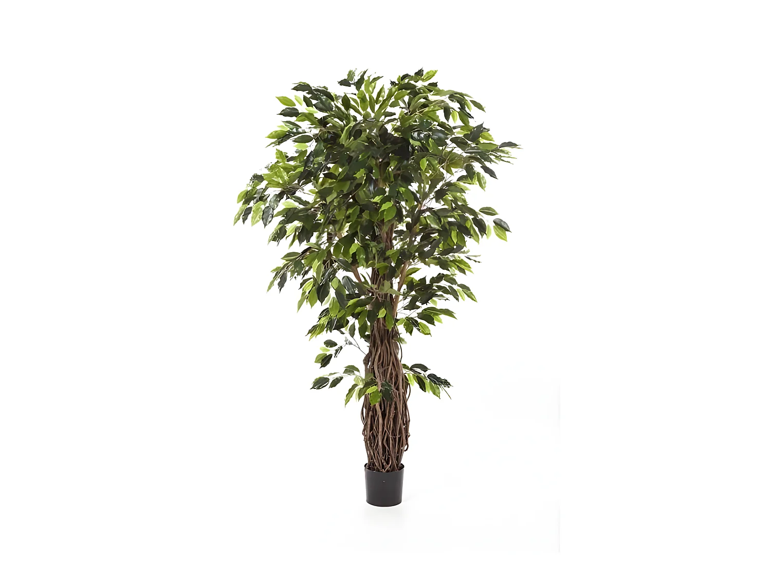 Ficus Lianes Exotica de luxe factice Vert H180cm 2145 feuilles en pot - dimhaut: H 180 cm - couleur: Vert