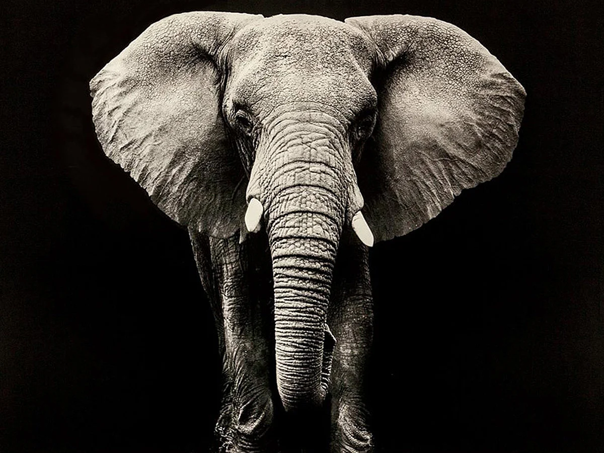 Toile Imprimée "Eléphant" 100x100cm Noir & Blanc