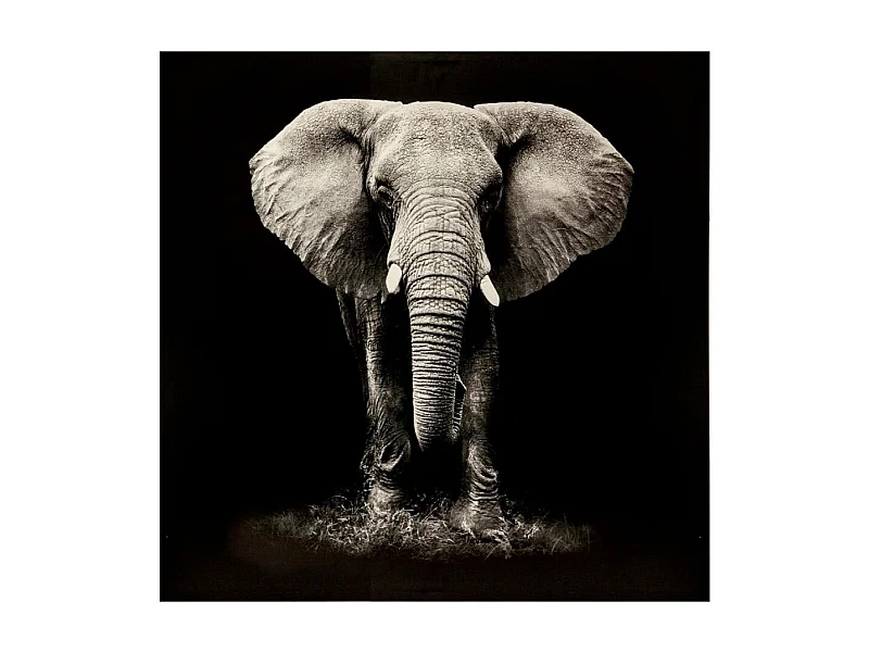 Toile Imprimée "Eléphant" 100x100cm Noir & Blanc