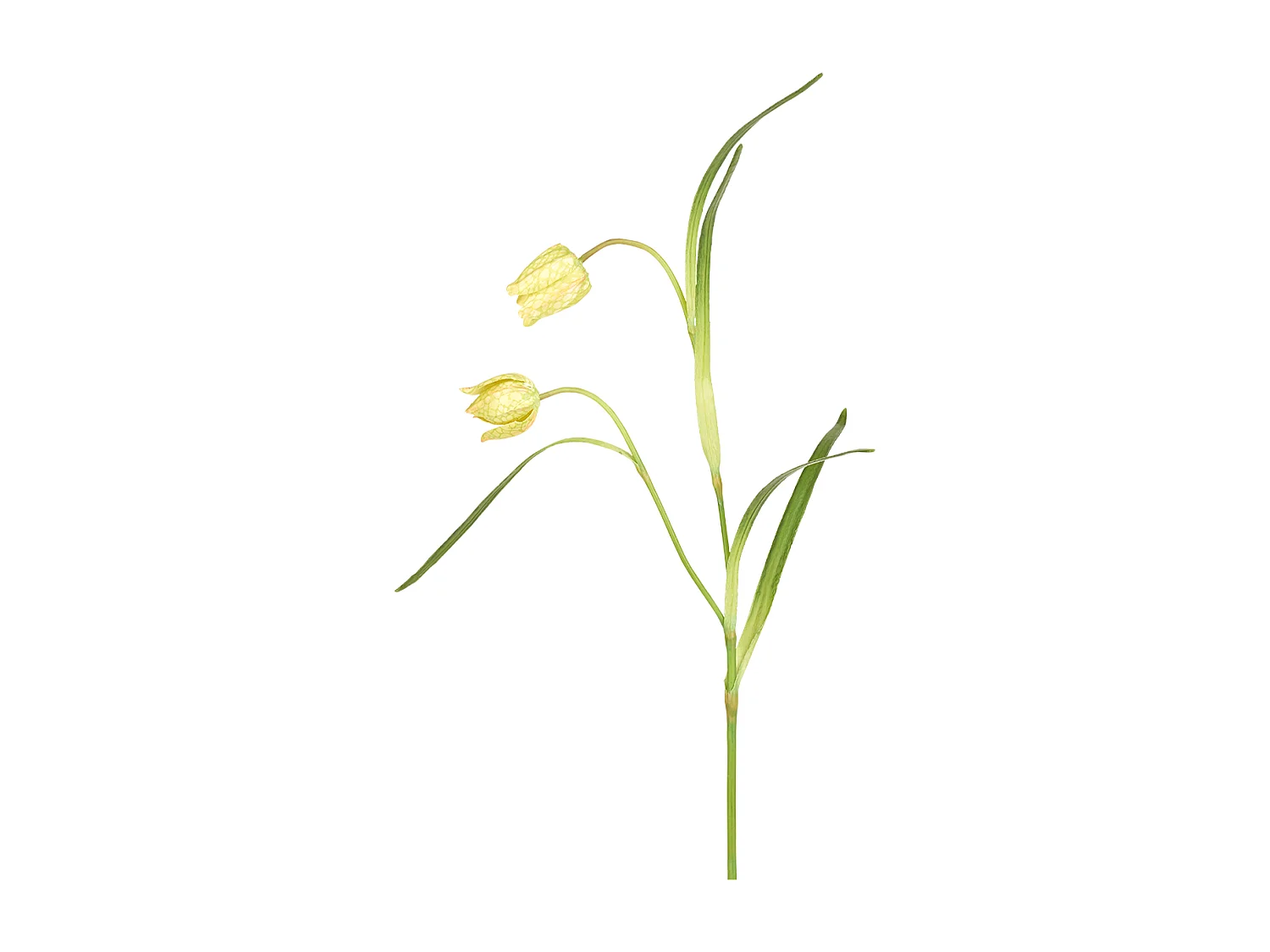 Tige de Fritillaria Impériale - Rouge