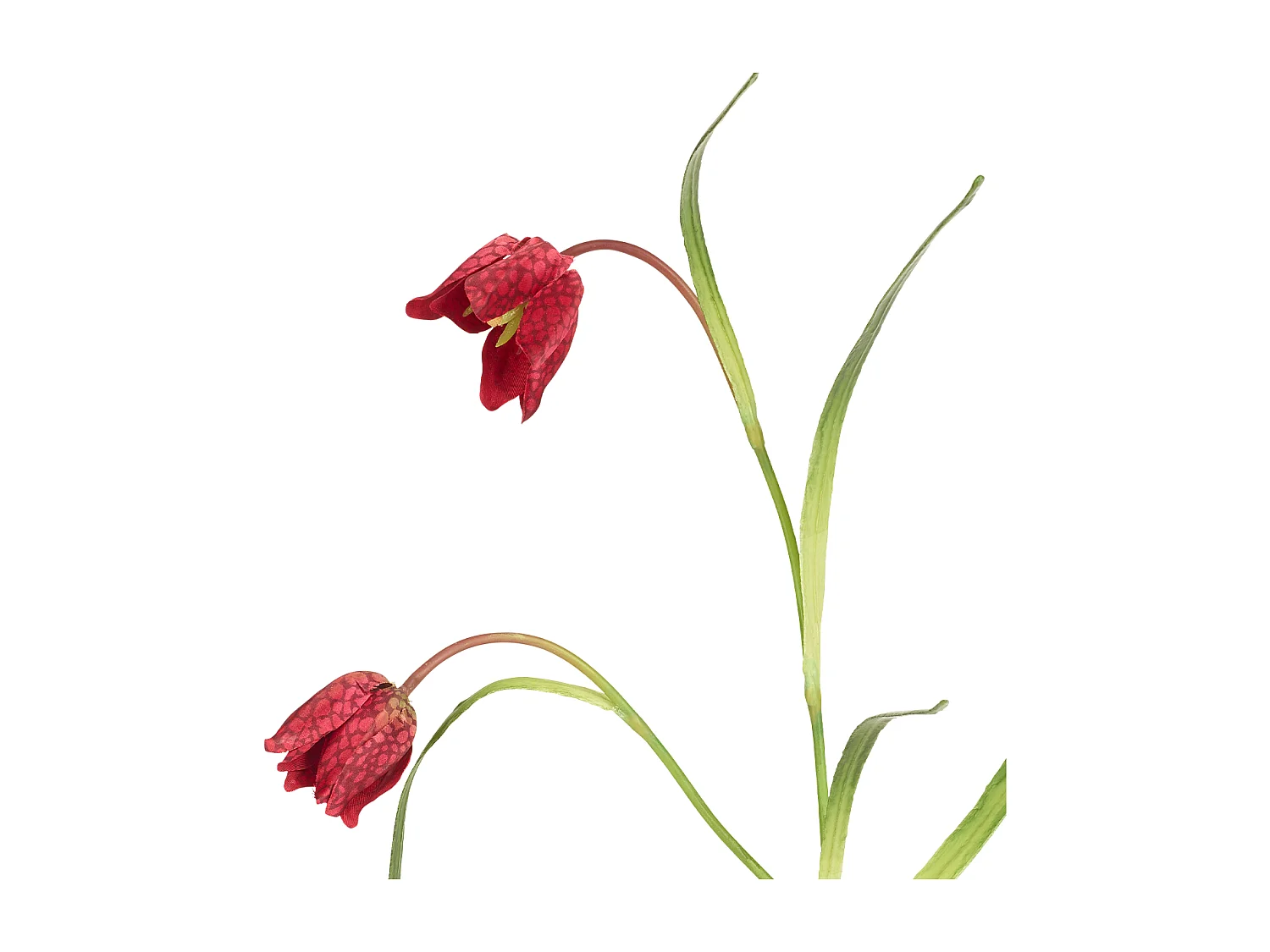 Tige de Fritillaria Impériale - Rouge