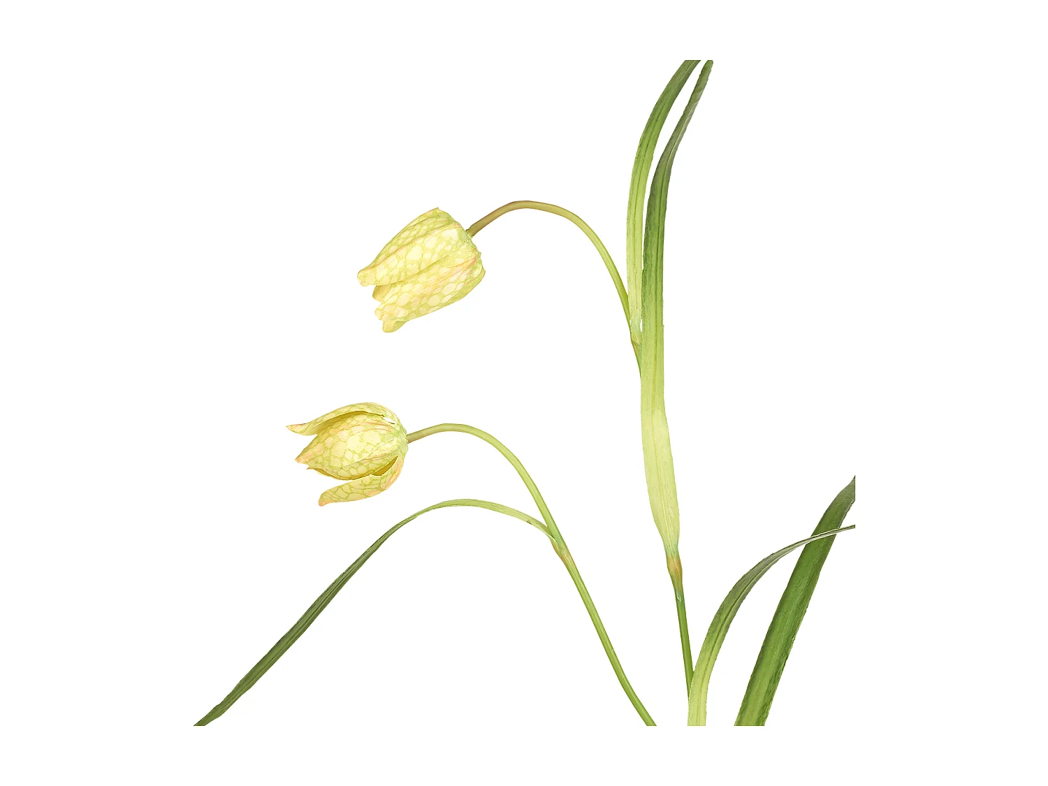 Tige de Fritillaria Impériale - Rouge