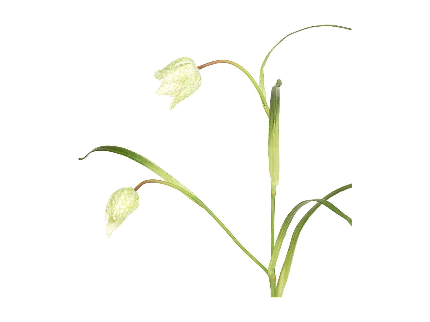 Tige de Fritillaria Impériale - Rouge