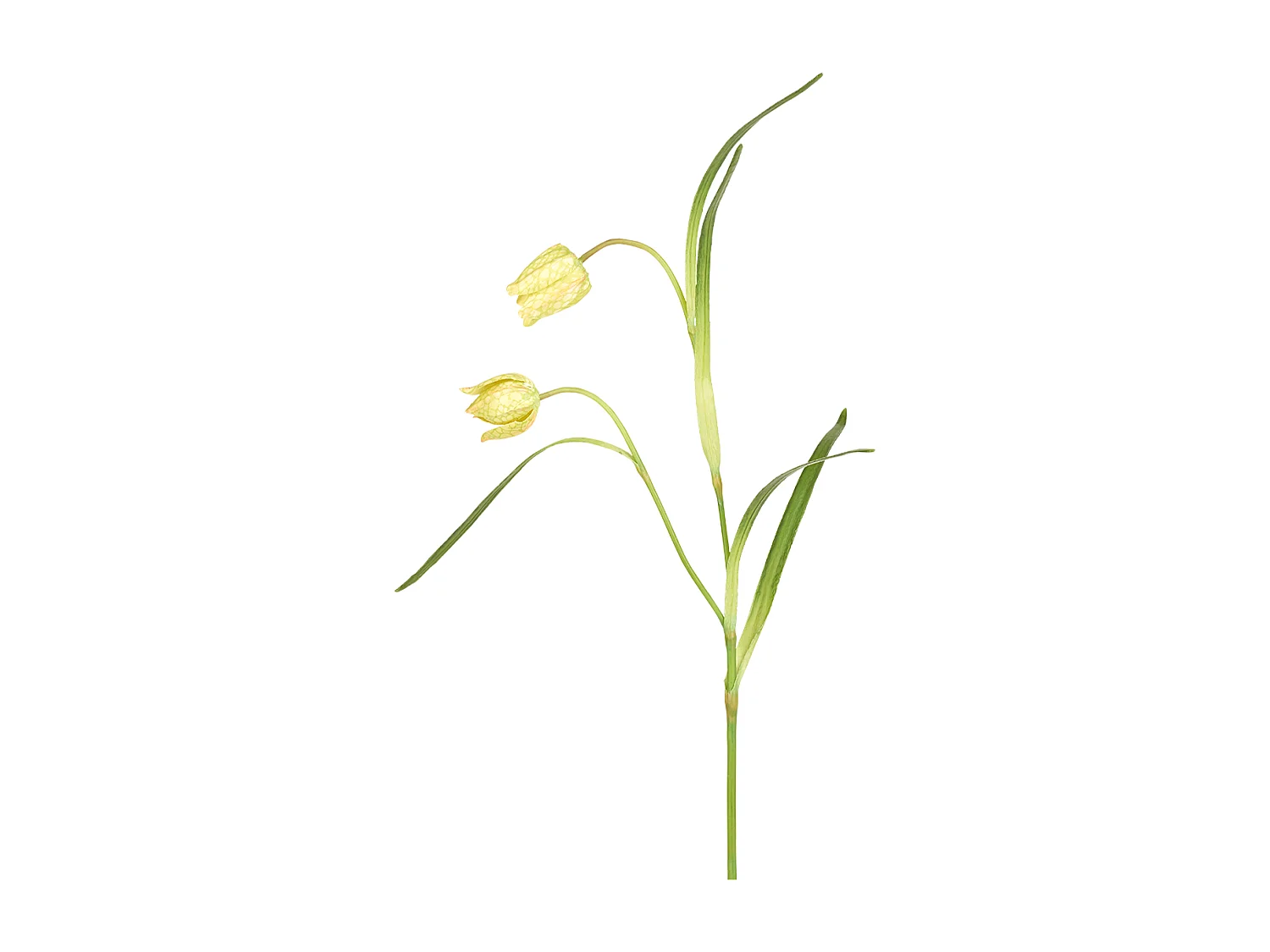 Tige de Fritillaria Impériale - Rouge