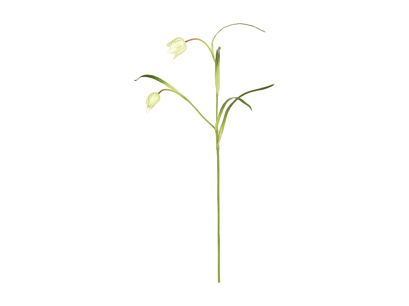 Tige de Fritillaria Impériale - Rouge