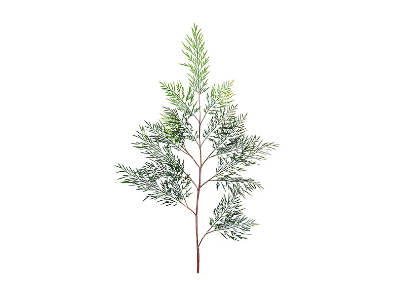 Feuillage de Fougère Australienne - Vert / 107 cm