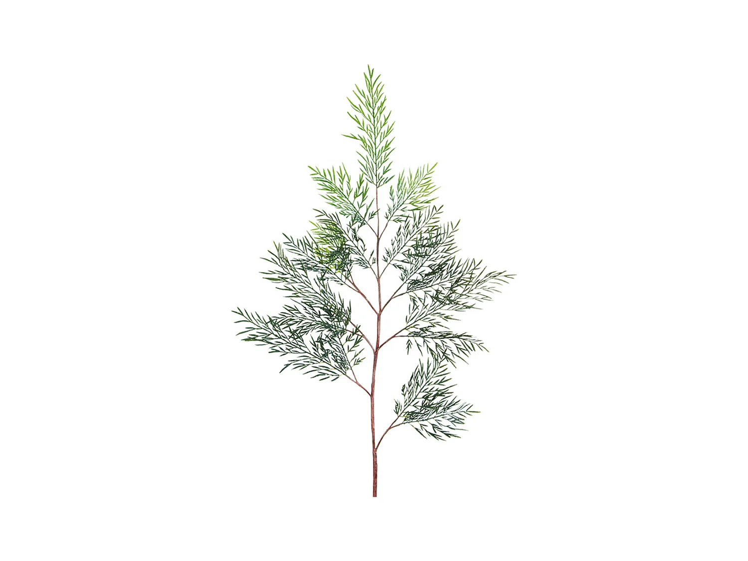 Feuillage de Fougère Australienne - Vert / 107 cm