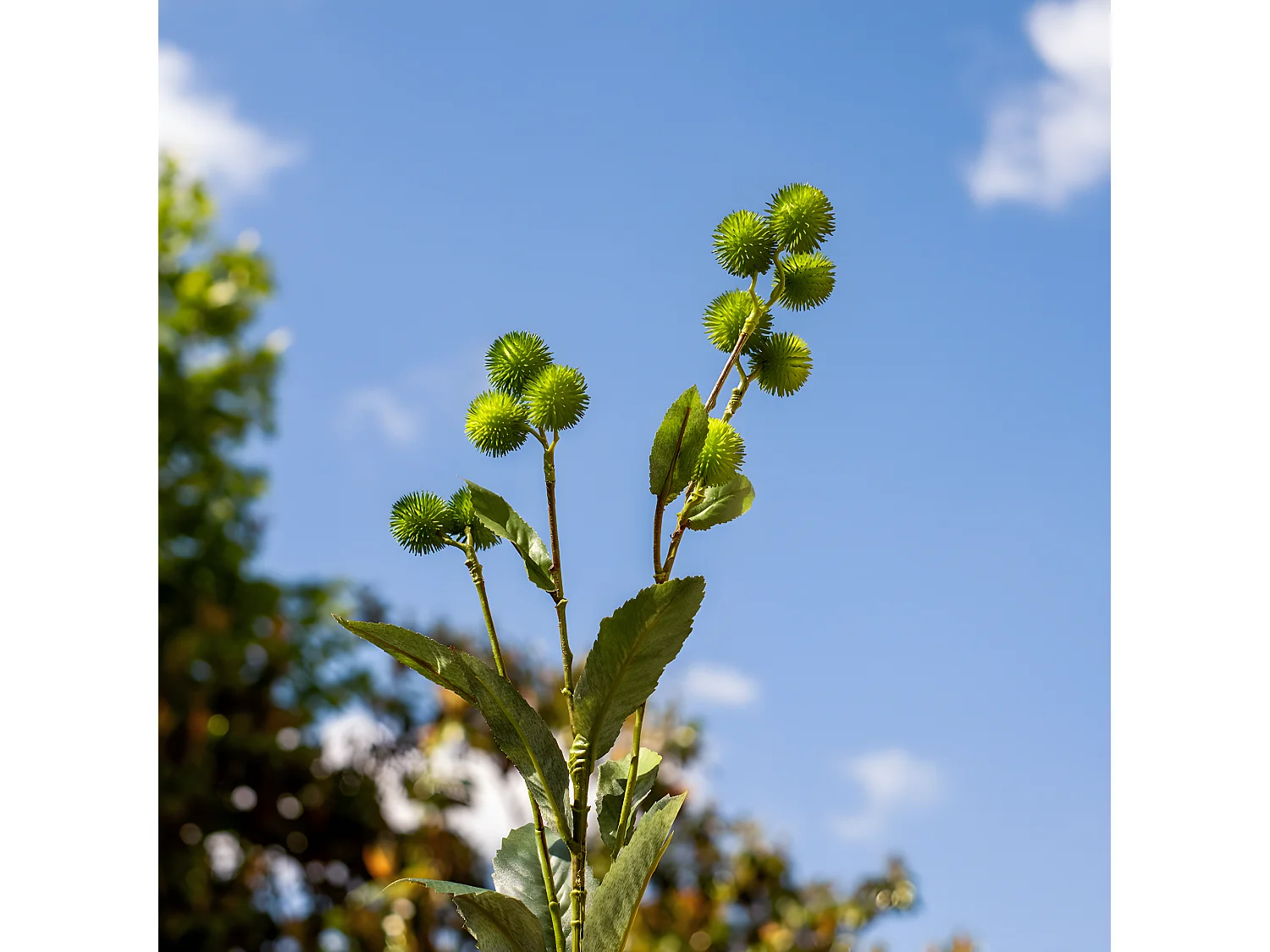 Feuillage et Graines de Bardane - Bleu / 78 cm
