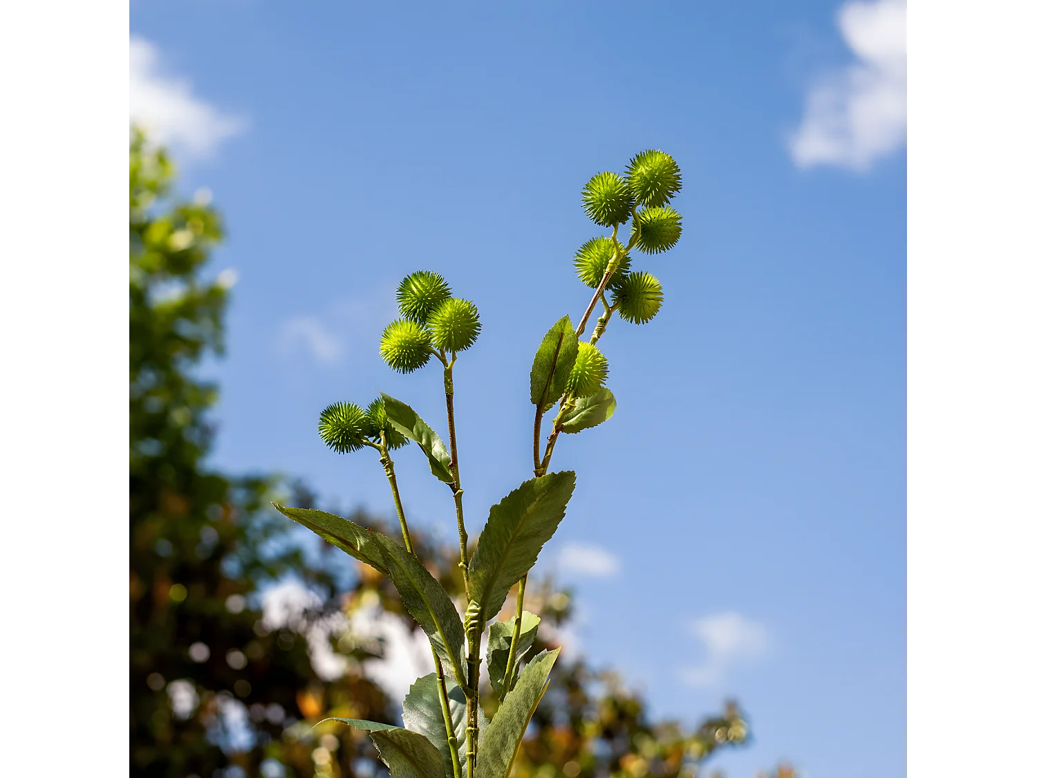 Feuillage et Graines de Bardane - Bleu / 78 cm