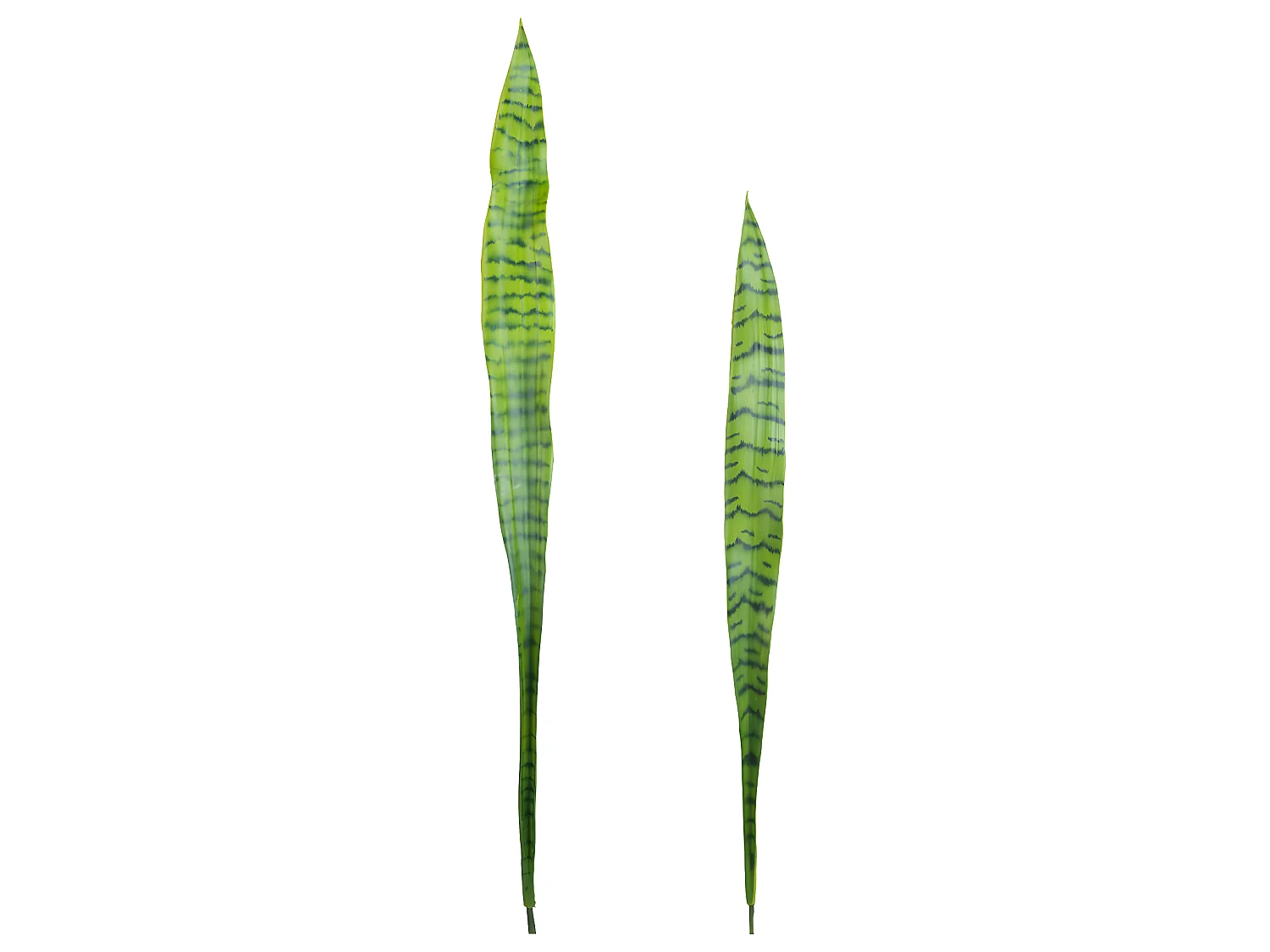 Feuilles de Sansevieria