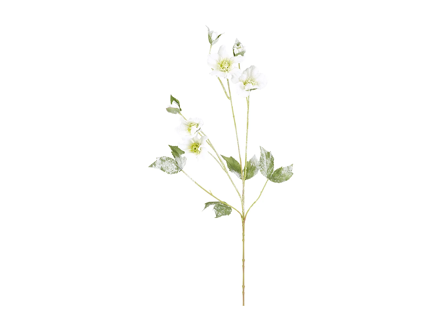 Tige Helleborus Niger Givré Noël - Rouge