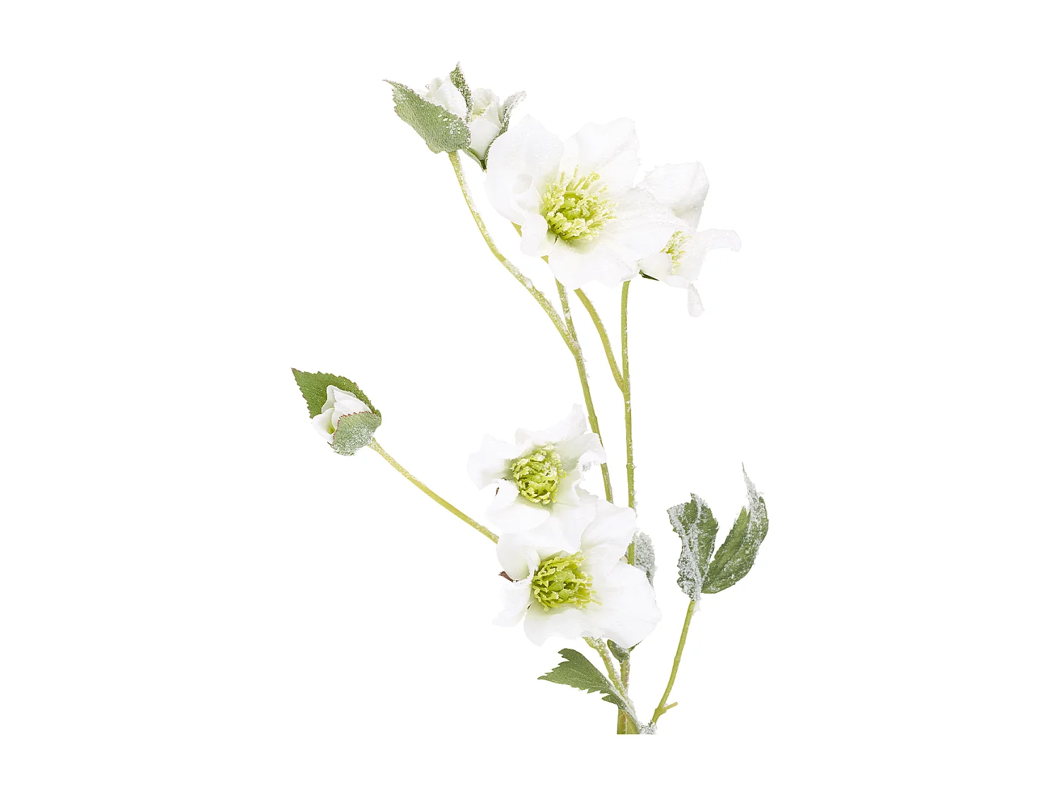 Tige Helleborus Niger Givré Noël - Rouge