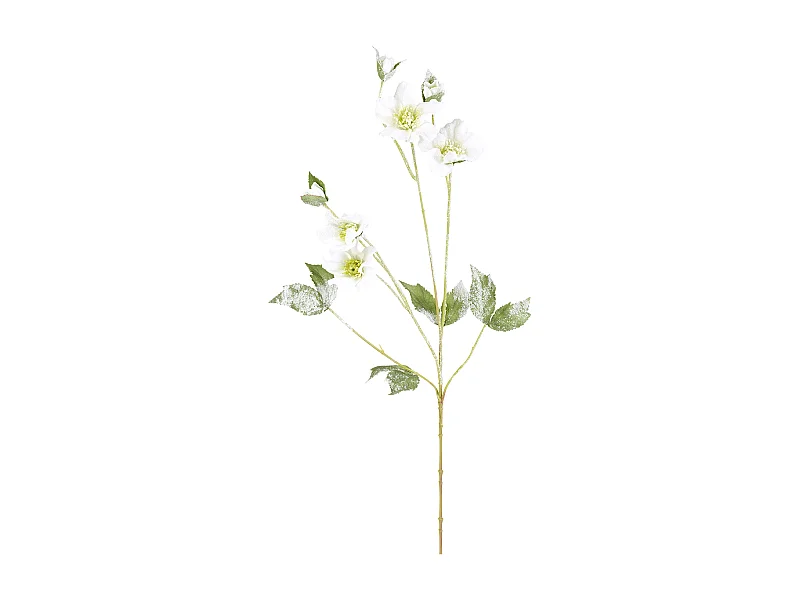 Tige Helleborus Niger Givré Noël - Rouge