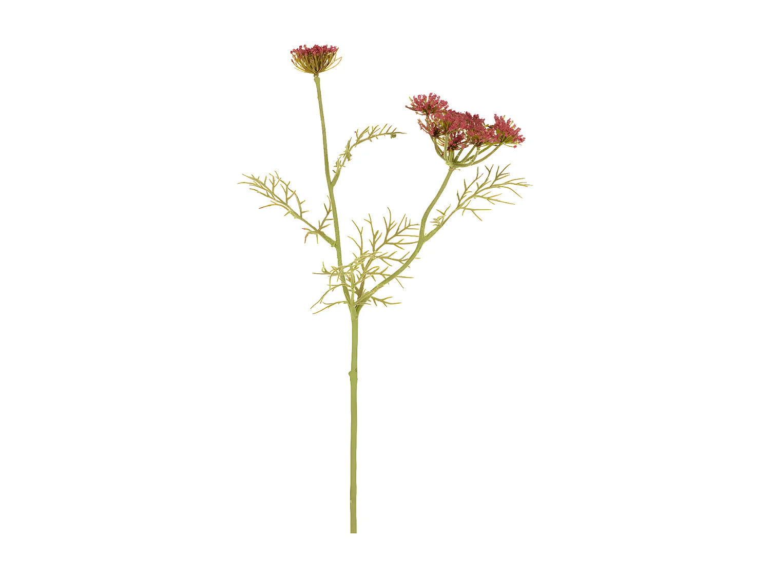 Tige de Carotte Sauvage - Doré / 42 cm