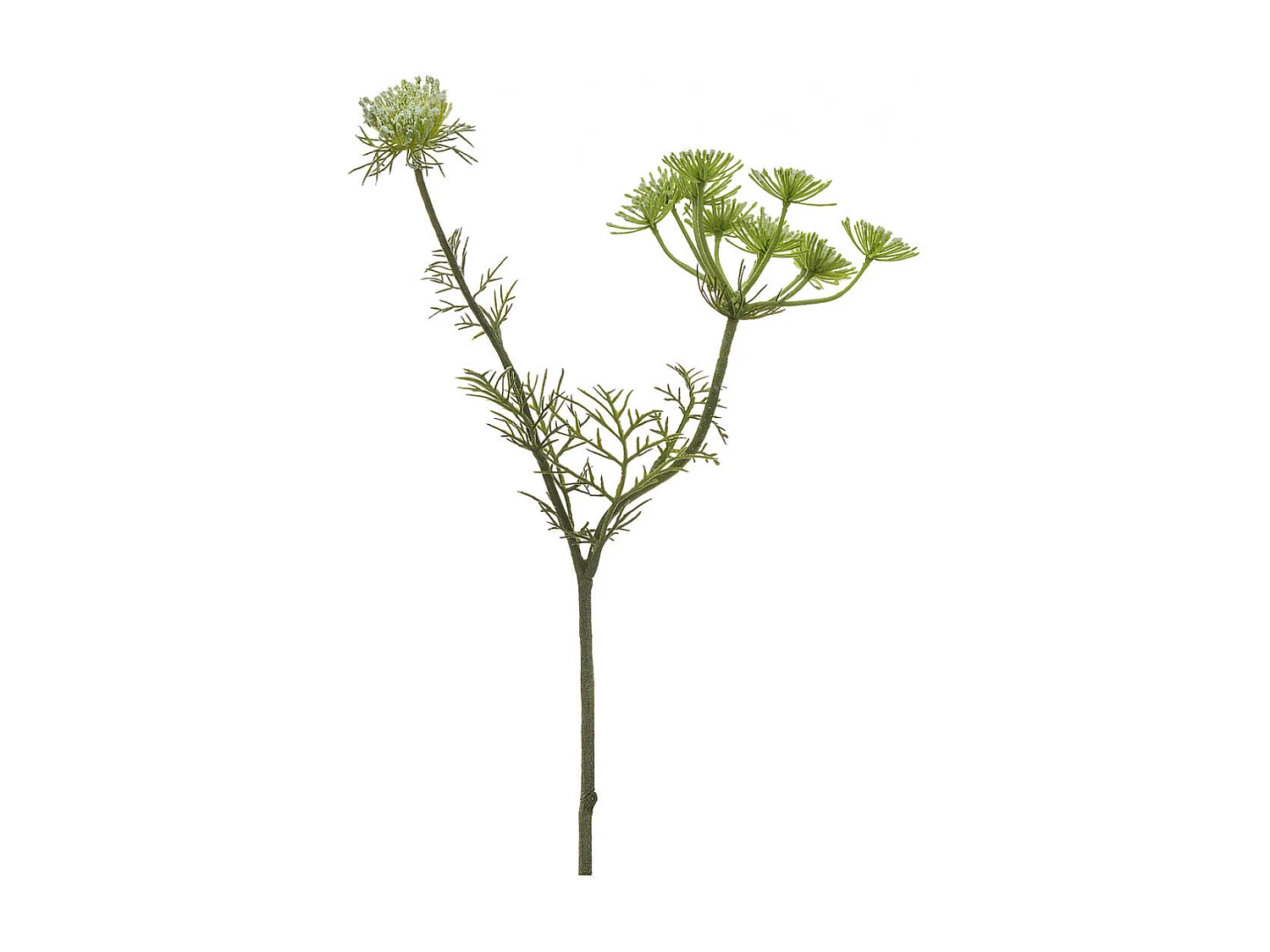 Tige de Carotte Sauvage - Doré / 42 cm