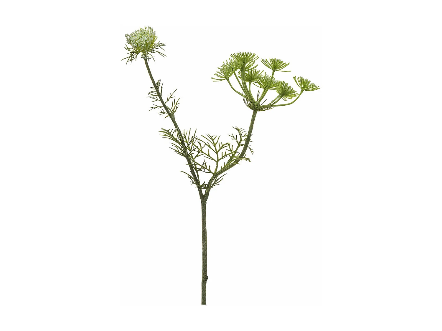 Tige de Carotte Sauvage - Doré / 42 cm