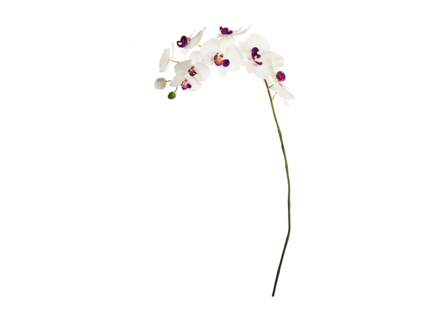 Tige d'Orchidée Phalaenopsis Forever - Blanc